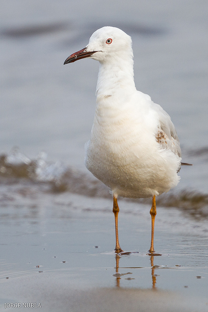 Canon EF 500mm F4L IS II USM sample photo. Gaviota picofina (croicocephalus genei). photography