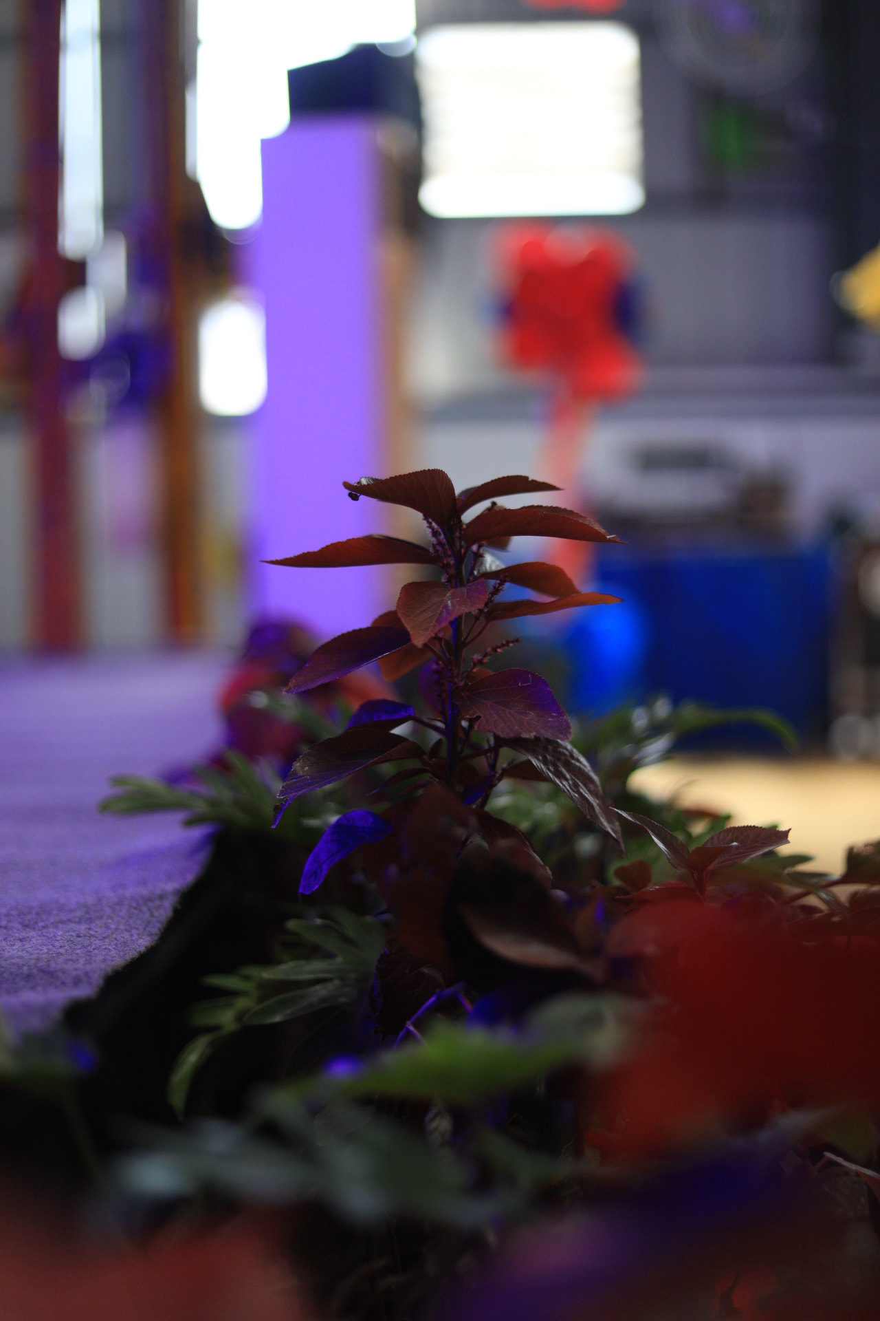 Canon EF 50mm F1.8 STM sample photo. Colors  photography