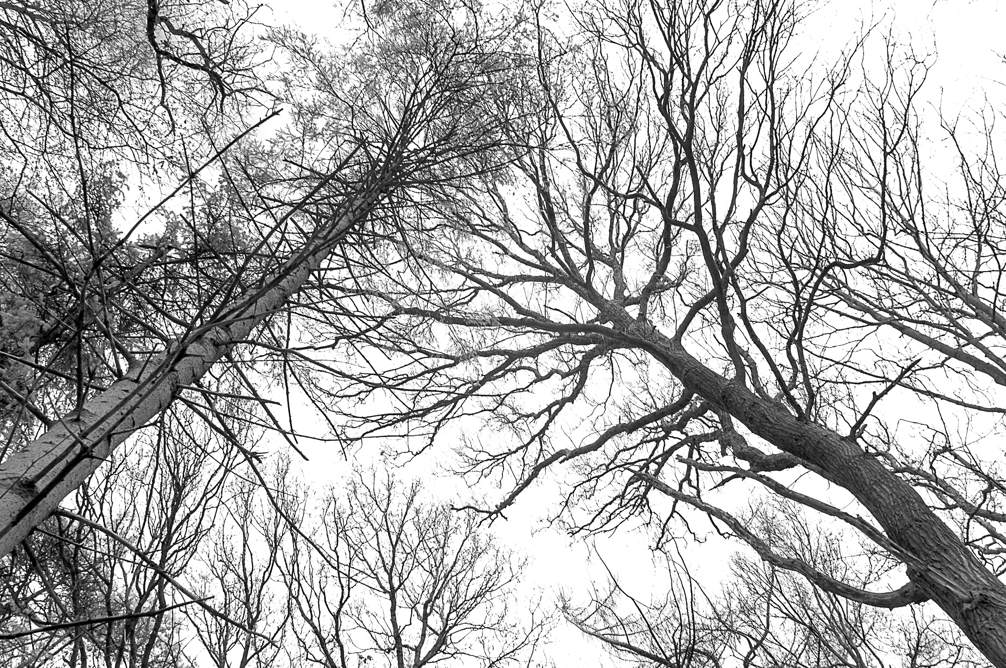 Nikon AF-S Nikkor 24-70mm F2.8G ED sample photo. A woodland walk 2 photography