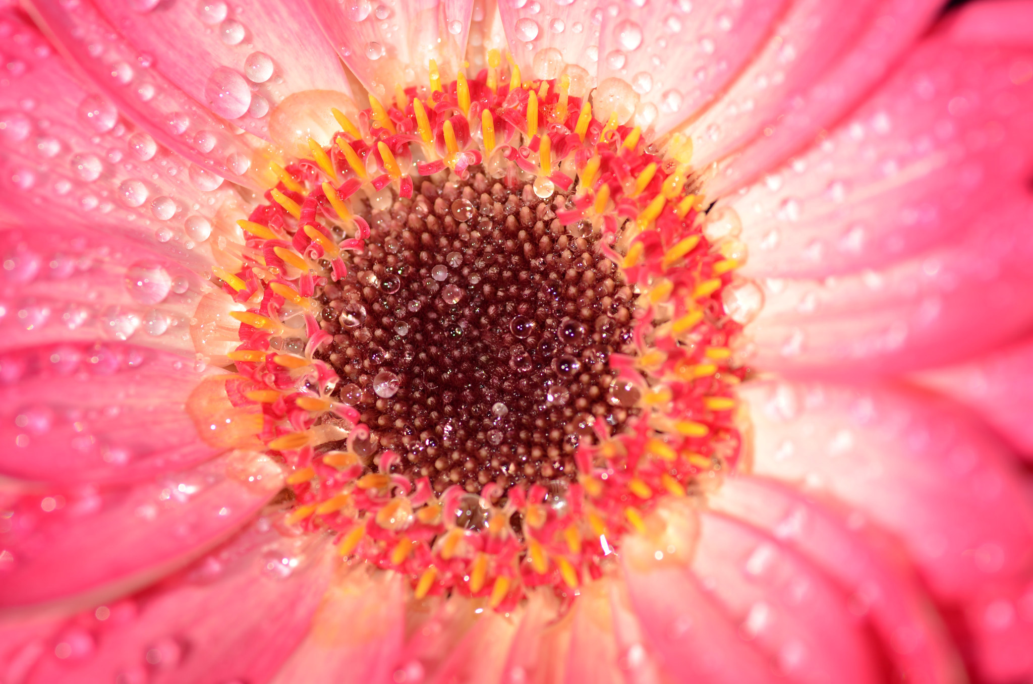 Nikon D7000 + Tamron SP 90mm F2.8 Di VC USD 1:1 Macro sample photo. Gerbera photography