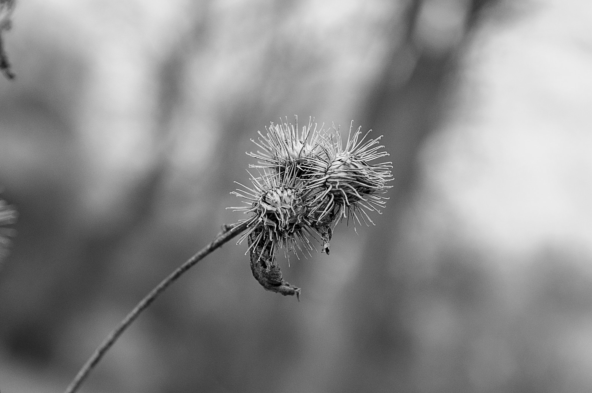 Nikon AF-S Nikkor 24-70mm F2.8G ED sample photo. A woodlands walk 3 photography