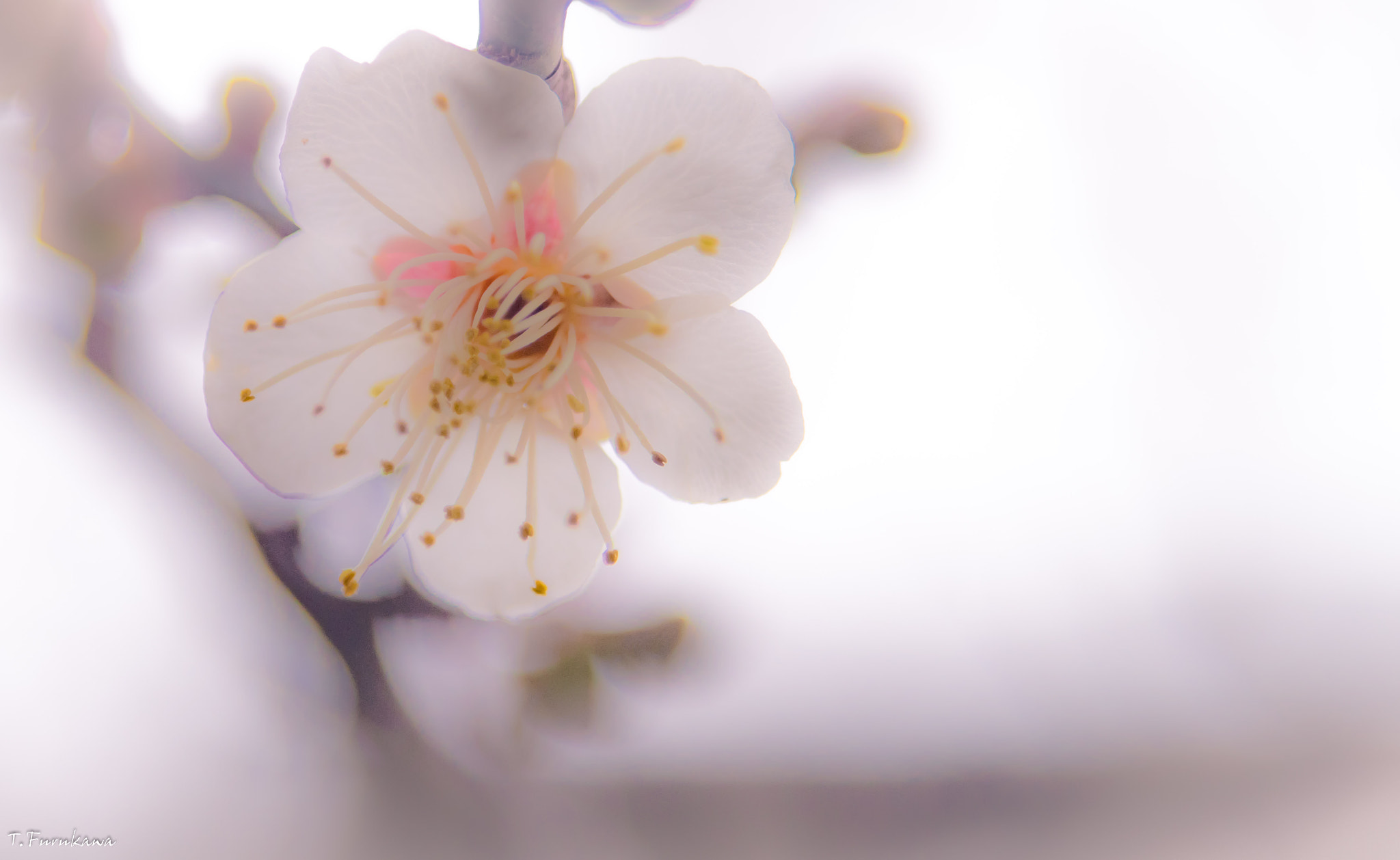 Pentax K-S2 + smc PENTAX-F 35-80mm F4-5.6 sample photo. Plum blossom photography