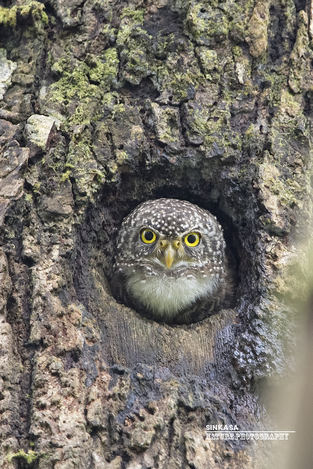 Nikon AF-S Nikkor 400mm F2.8G ED VR II sample photo. Collared owlet photography