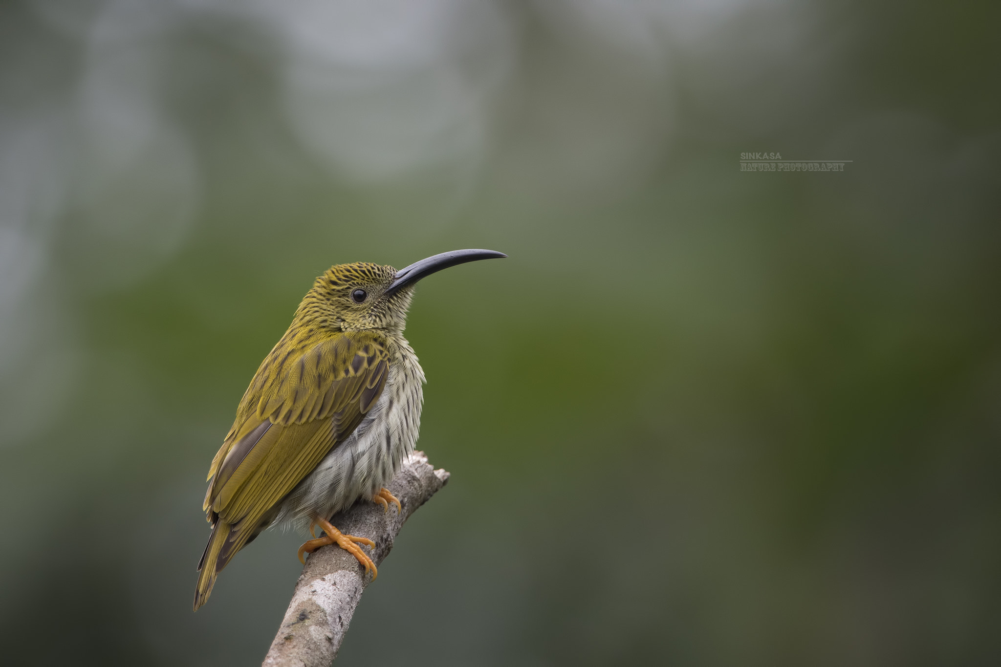 Nikon D5 + Nikon AF-S Nikkor 400mm F2.8G ED VR II sample photo. Streaked spider hunter photography