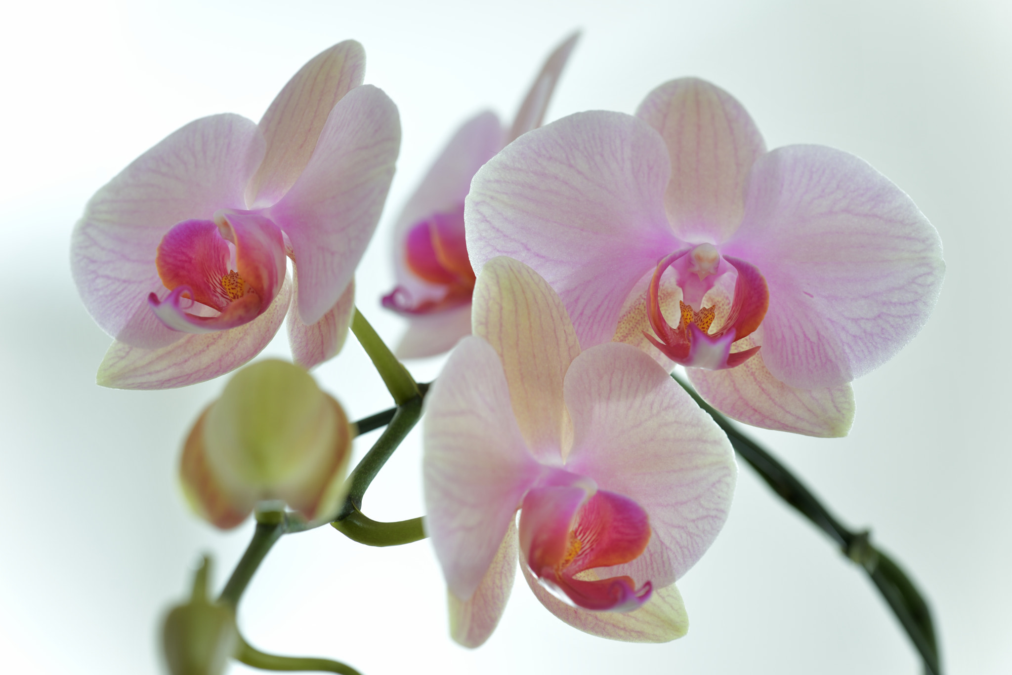 Sigma 105mm F2.8 EX DG OS HSM sample photo. Lips of the fairy photography