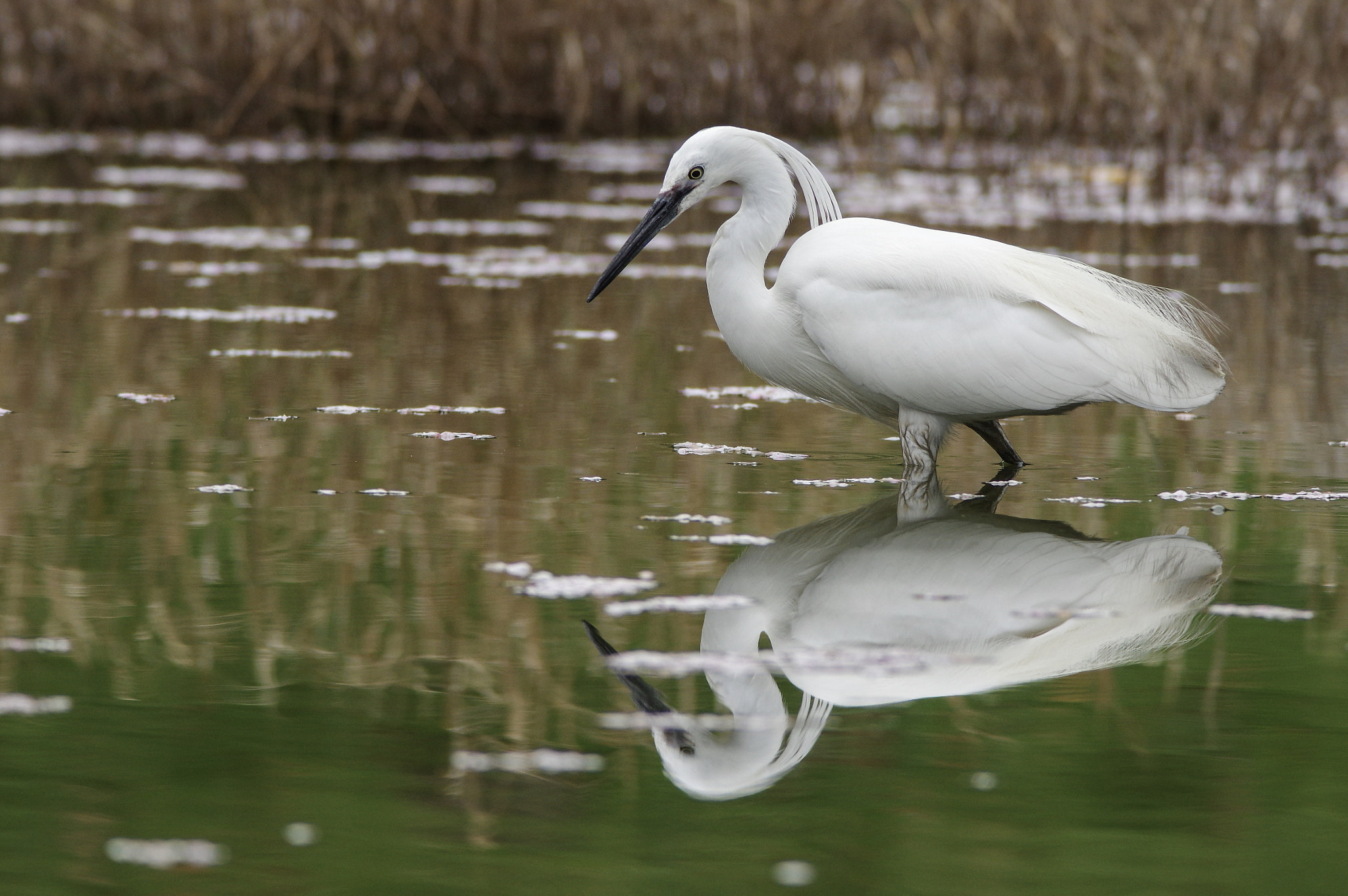 Pentax K-3 sample photo. Egret's stealthy footsteps and walking on tiptoe. photography