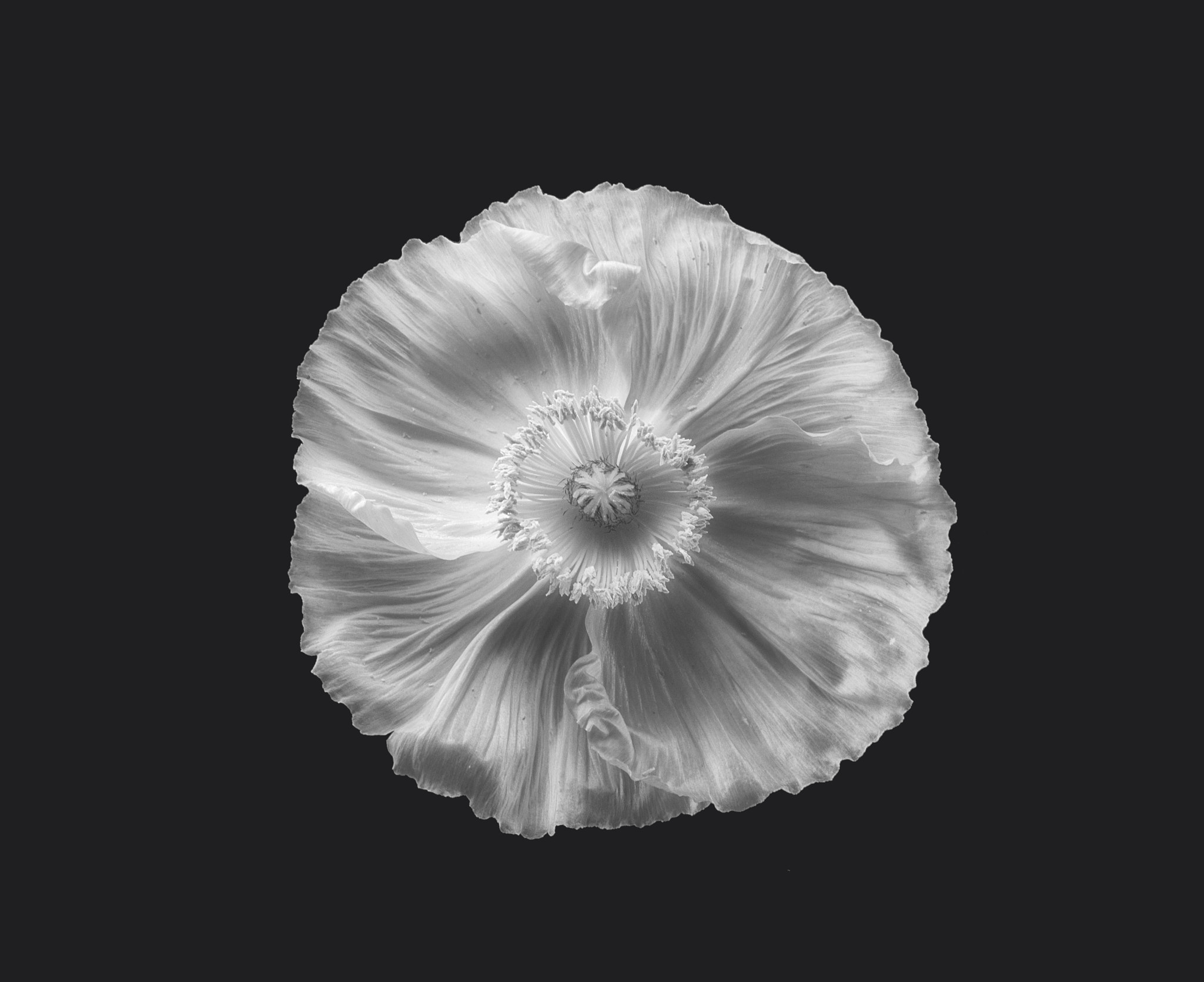 Nikon AF-S Micro-Nikkor 60mm F2.8G ED sample photo. Poppy in mono photography