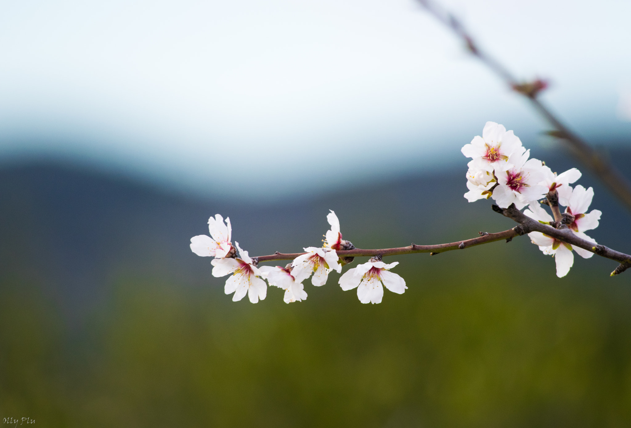 Nikon D3300 + Sigma 80-400mm F4.5-5.6 EX OS sample photo. Spring is coming! photography