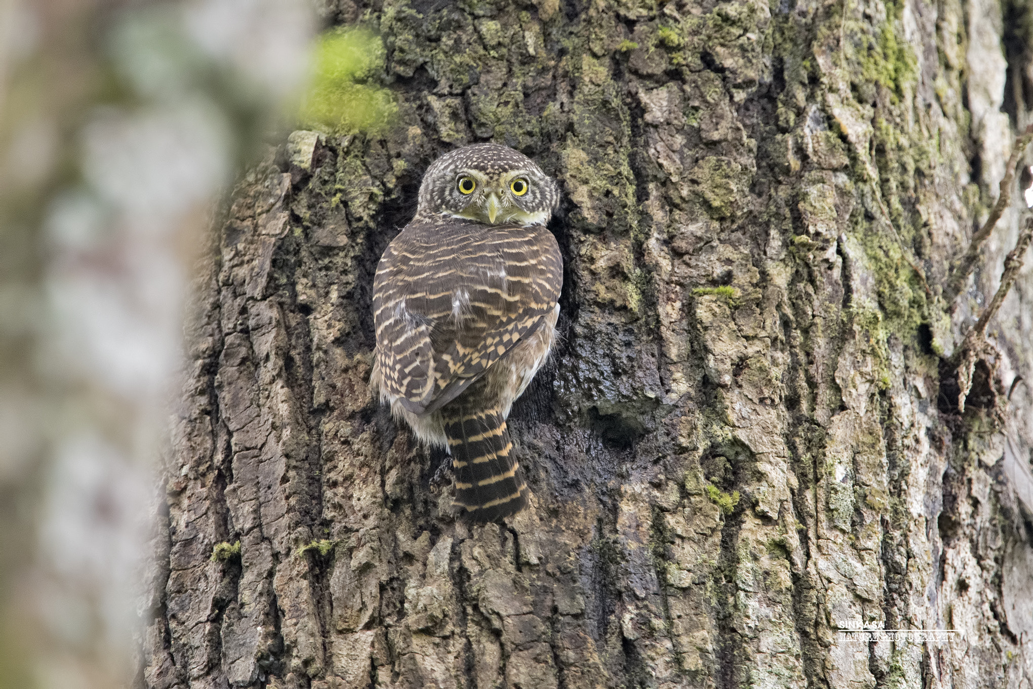 Nikon D5 + Nikon AF-S Nikkor 400mm F2.8G ED VR II sample photo. Collared owlet photography