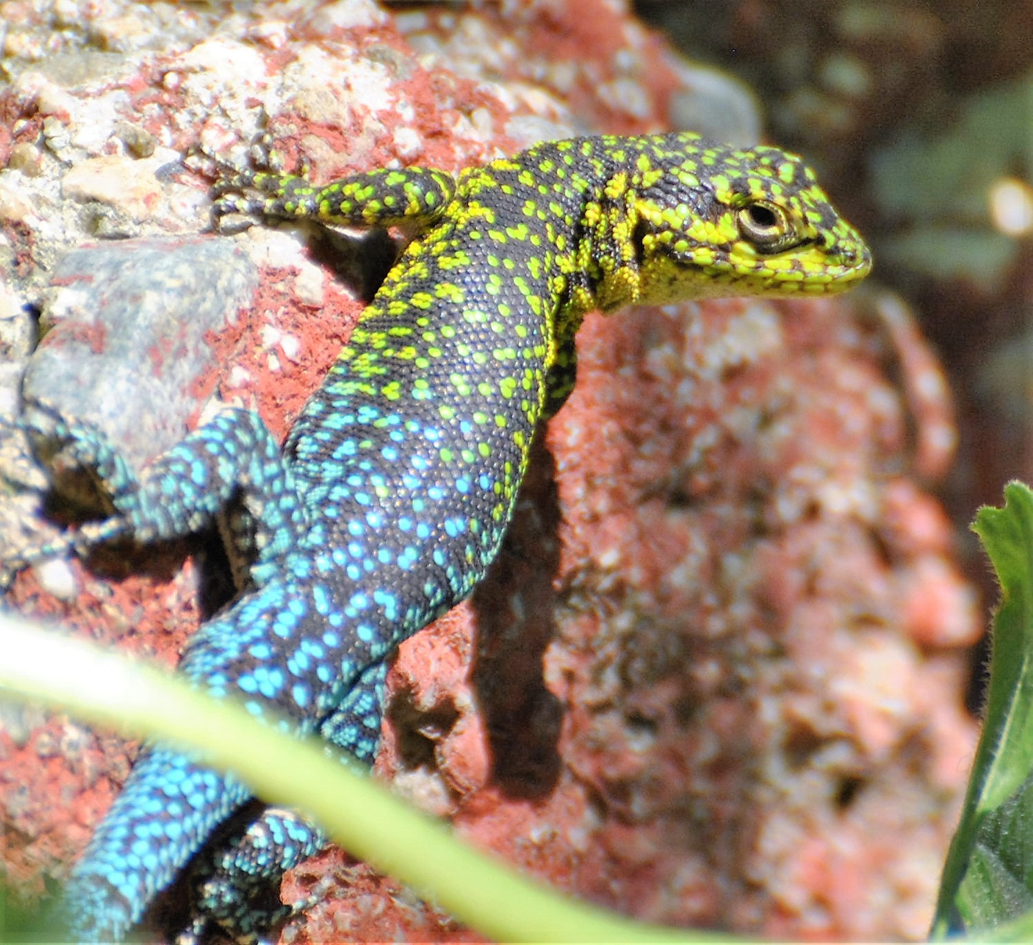 Nikon D3000 sample photo. Lateral photography
