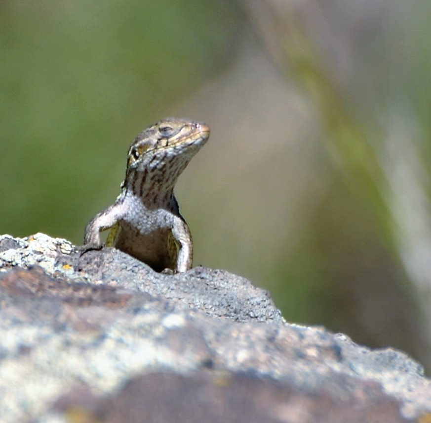 Nikon D3000 sample photo. Lemnis lateral photography