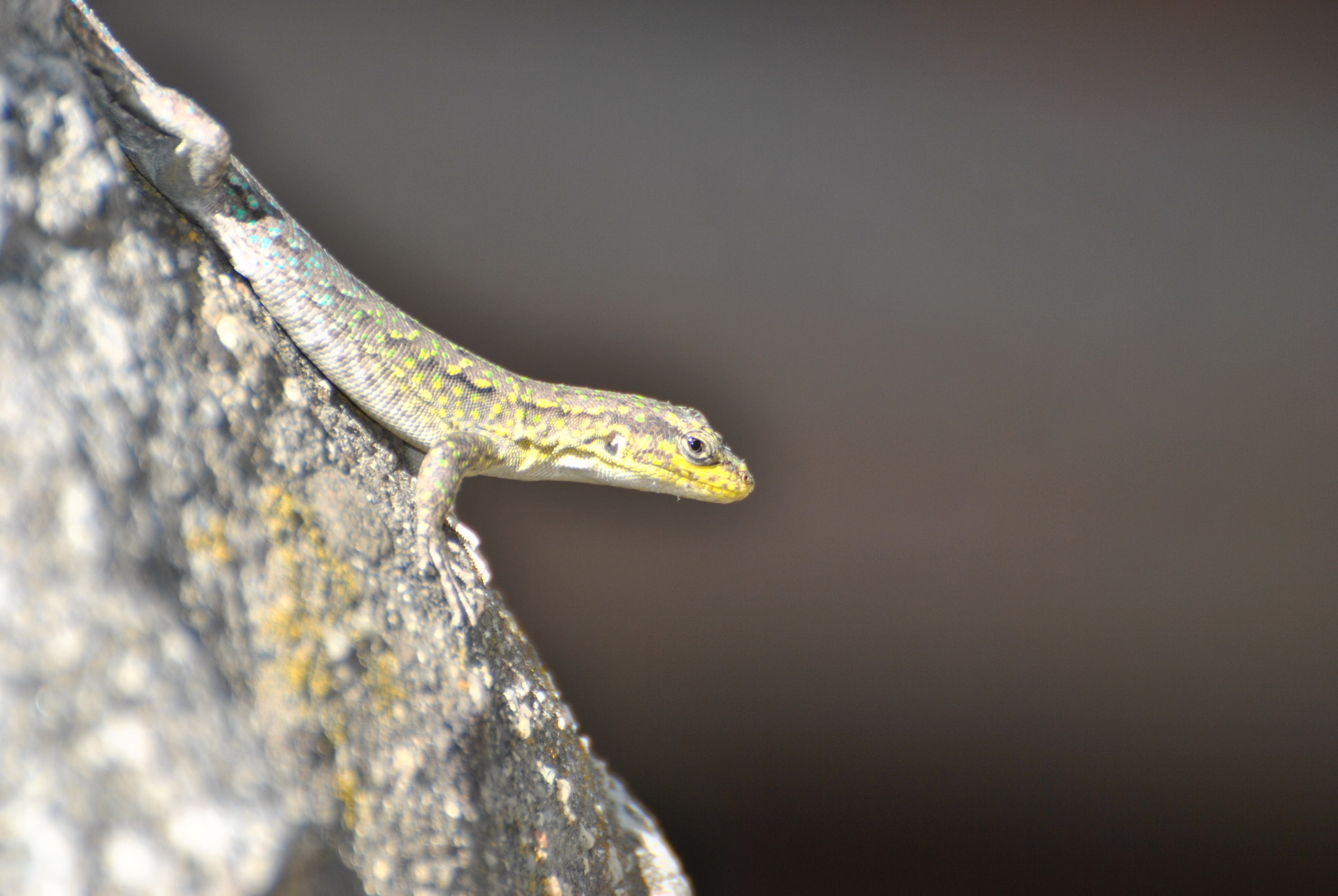 Nikon D3000 sample photo. Quipue hembra nov entera photography