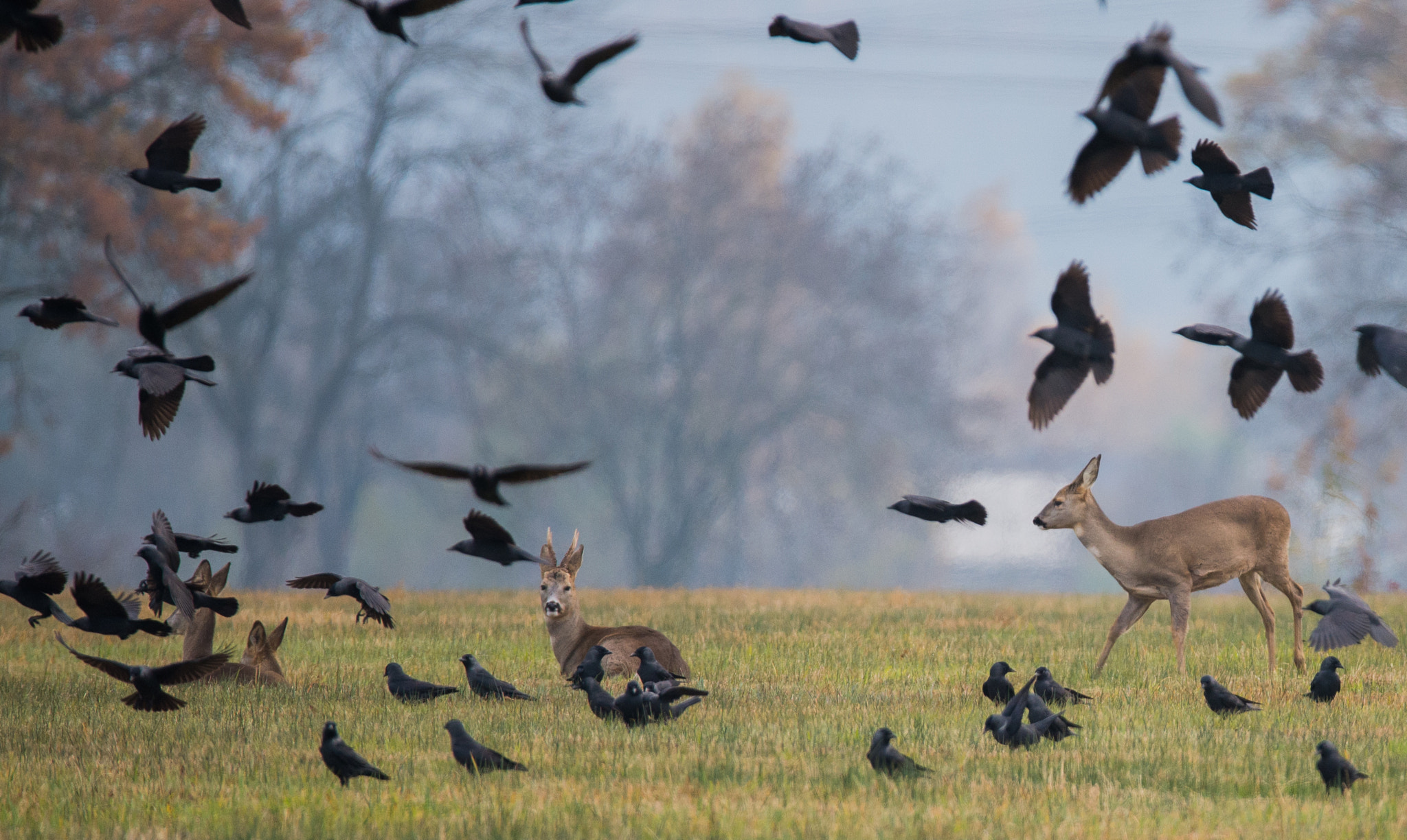 Sigma 150-600mm F5-6.3 DG OS HSM | S sample photo. Wildlife photography