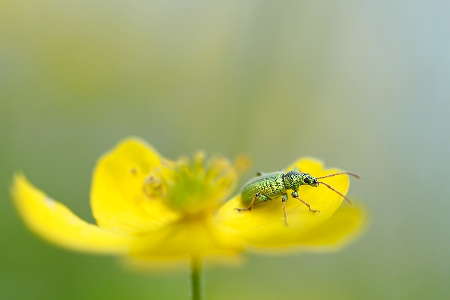 Canon EOS 700D (EOS Rebel T5i / EOS Kiss X7i) + Tamron SP AF 90mm F2.8 Di Macro sample photo. Grüner rüsselkäfer auf gelbem windröschen photography