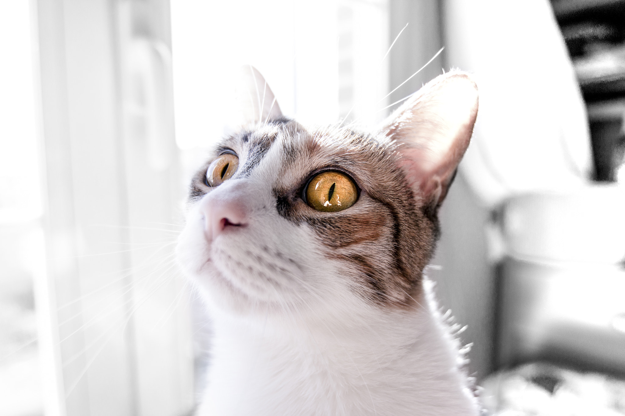 Canon EF 300mm f/2.8L sample photo. Mg photography