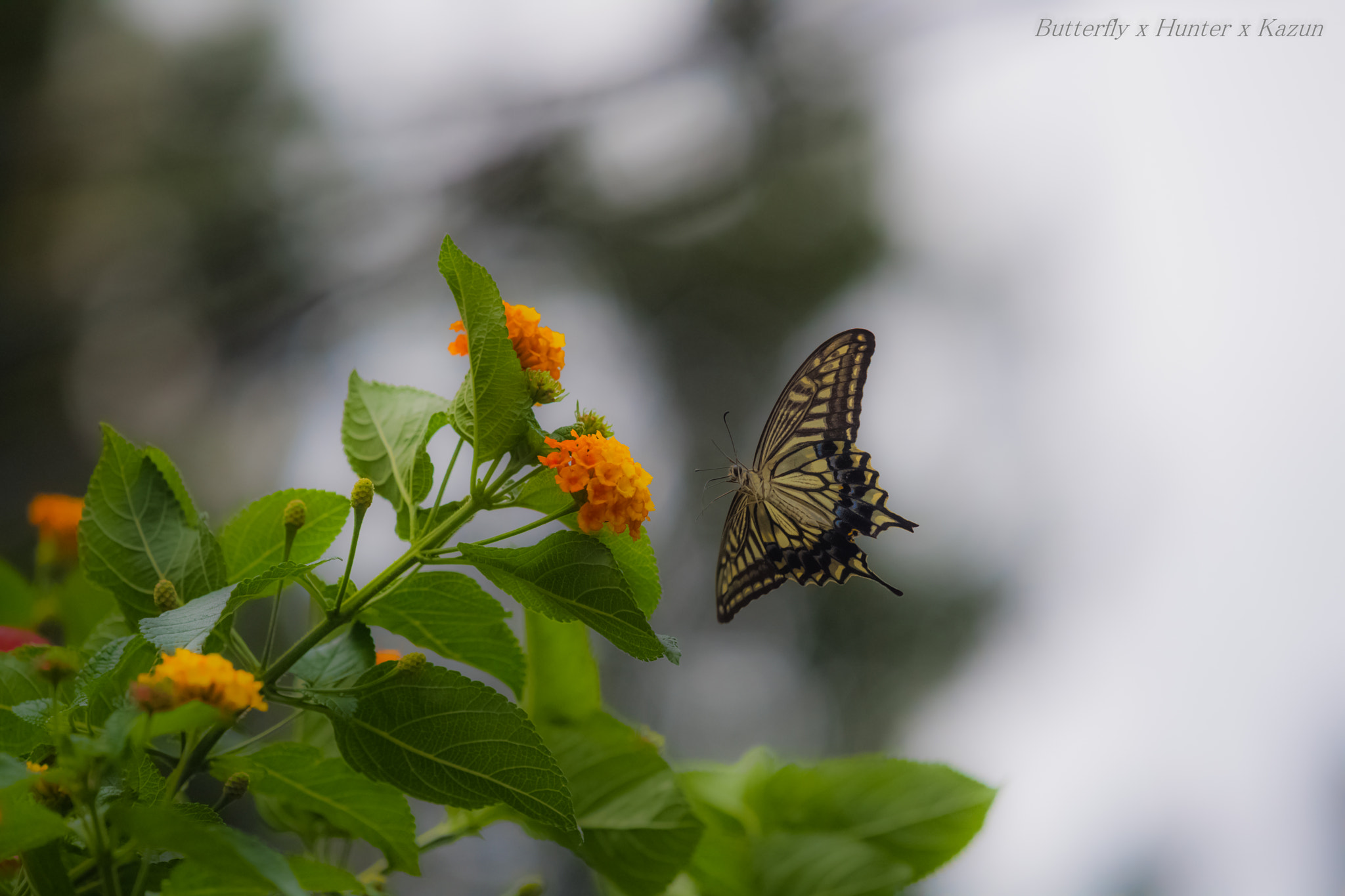 Nikon Nikkor AF-S 300mm F4E PF ED VR sample photo. Going to~ photography
