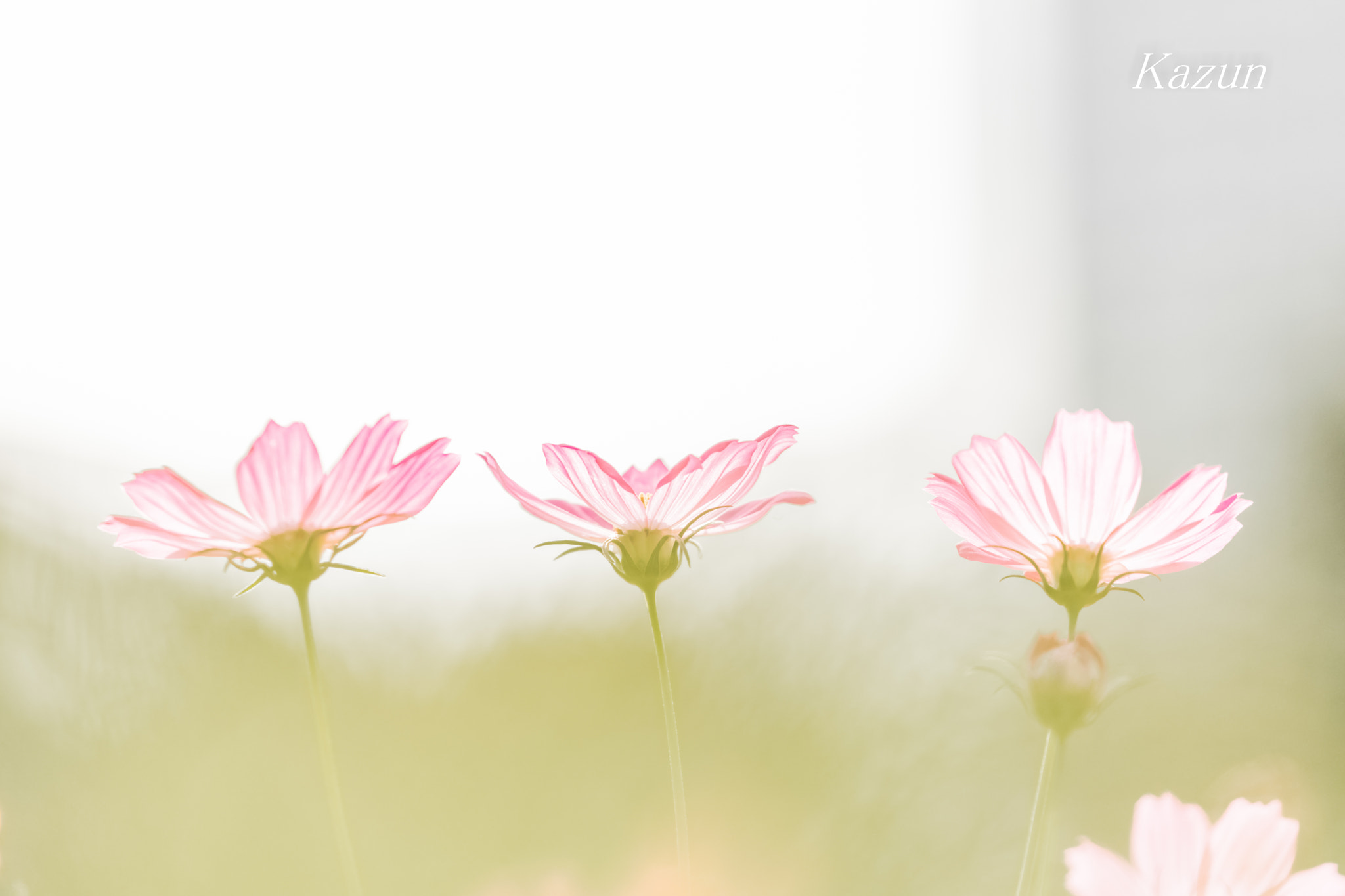 Canon EOS-1D X Mark II sample photo. Triple....+1 beauty1 photography