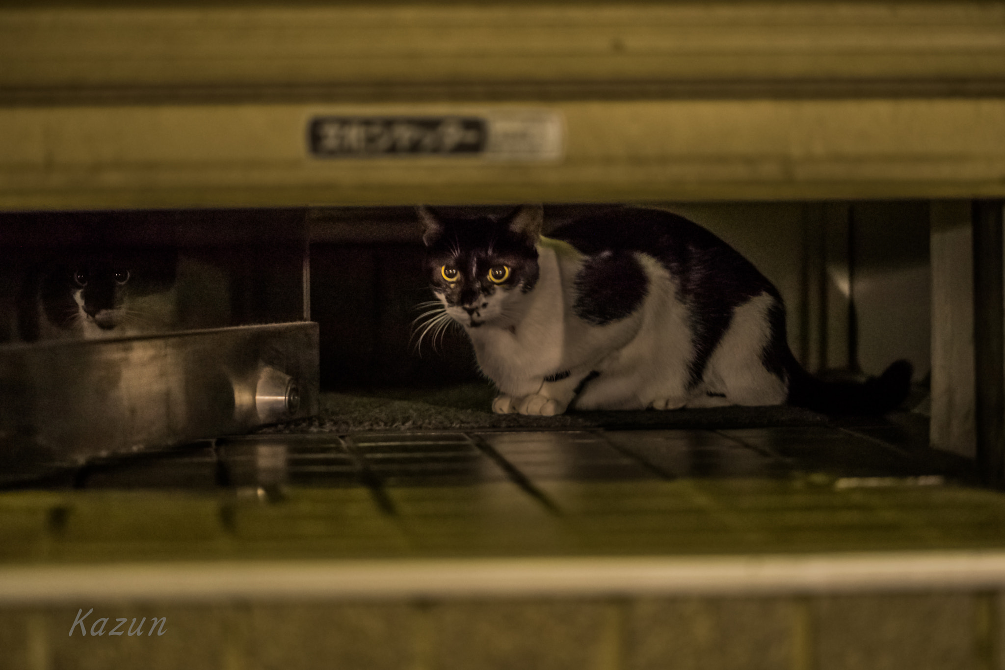 Canon EF 100mm F2.8L Macro IS USM sample photo. Two cat! photography
