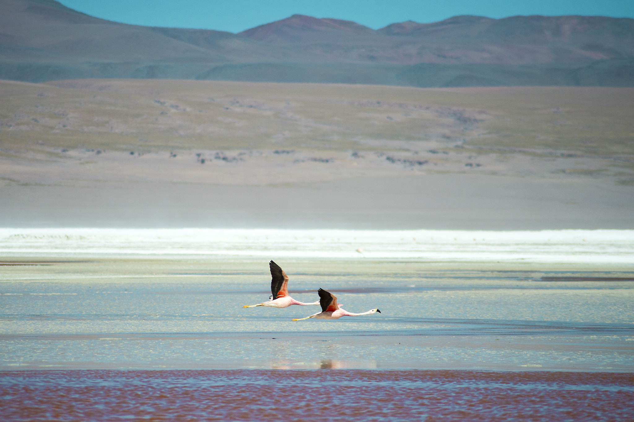 Nikon D4 sample photo. Atacama flamingo photography