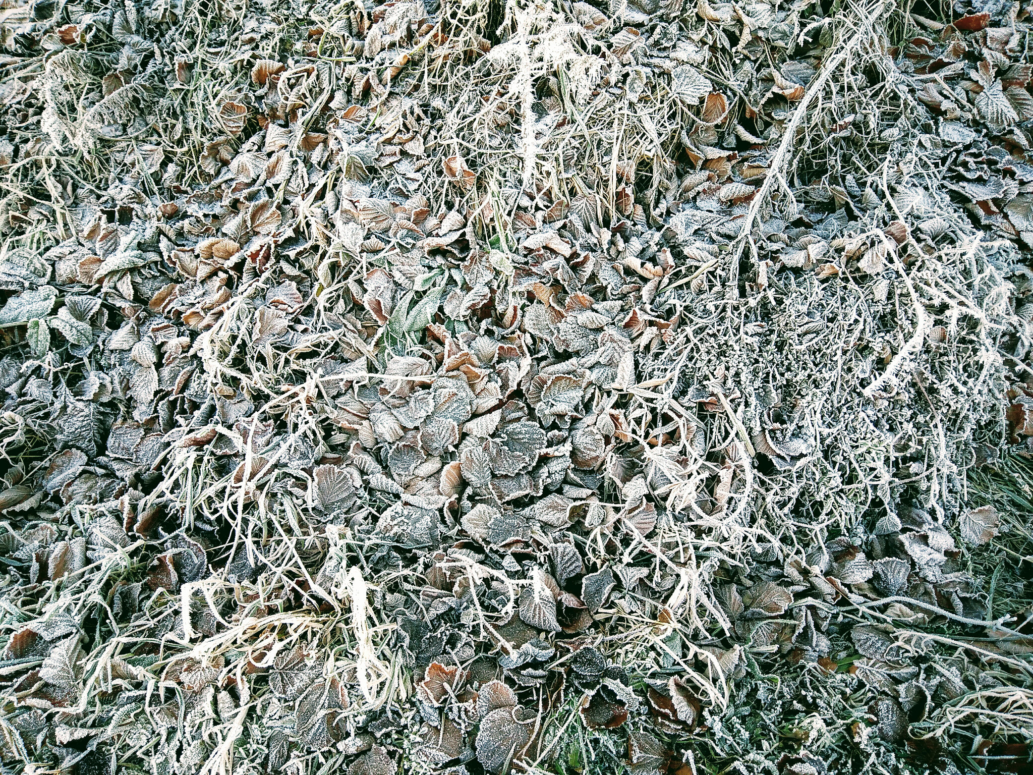 OnePlus ONE E1003 sample photo. Frosted leaves photography
