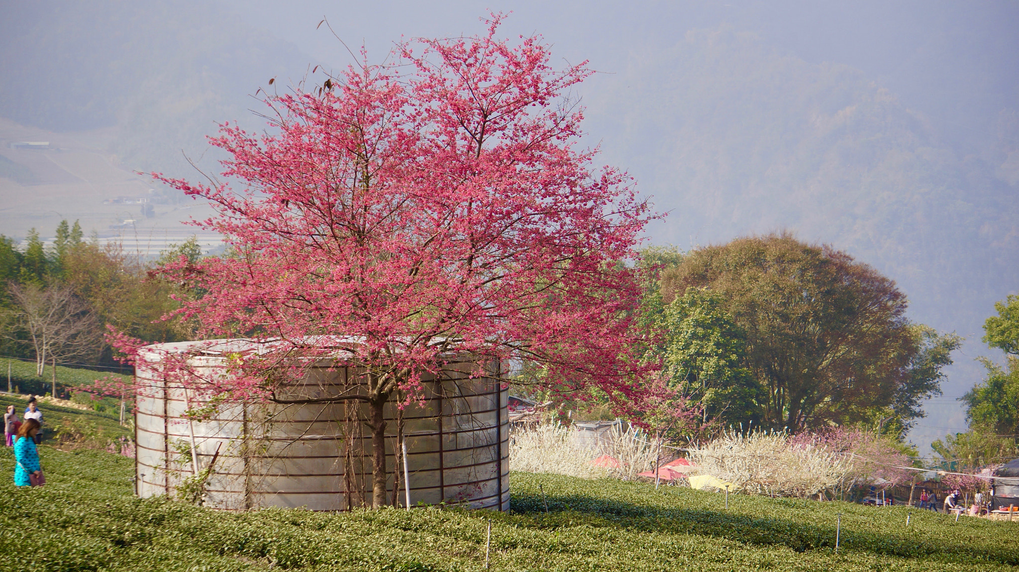 Sony E 55-210mm F4.5-6.3 OSS sample photo