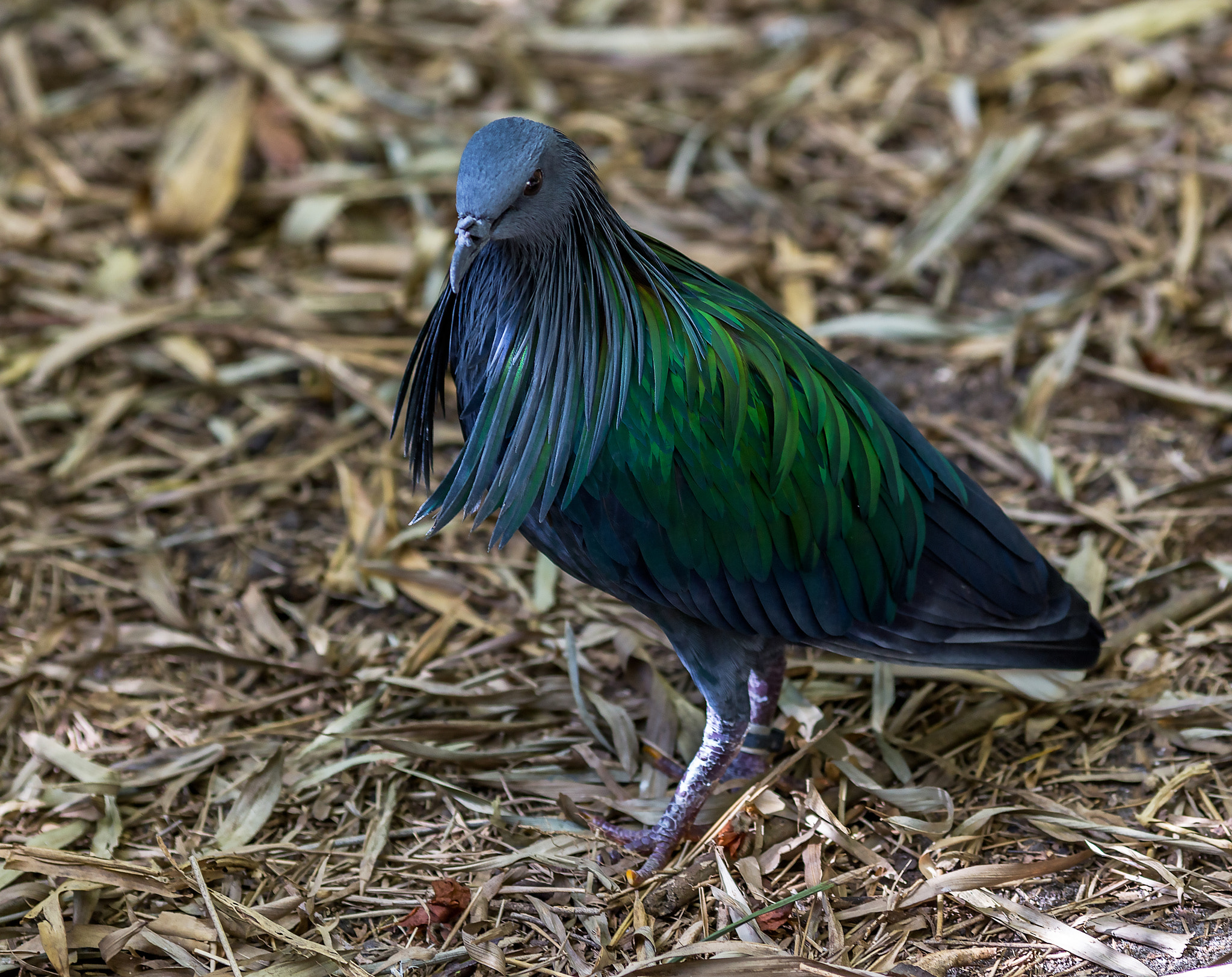 Canon EOS 6D + Canon EF 200mm F2.8L II USM sample photo. Nicobar pigeon photography