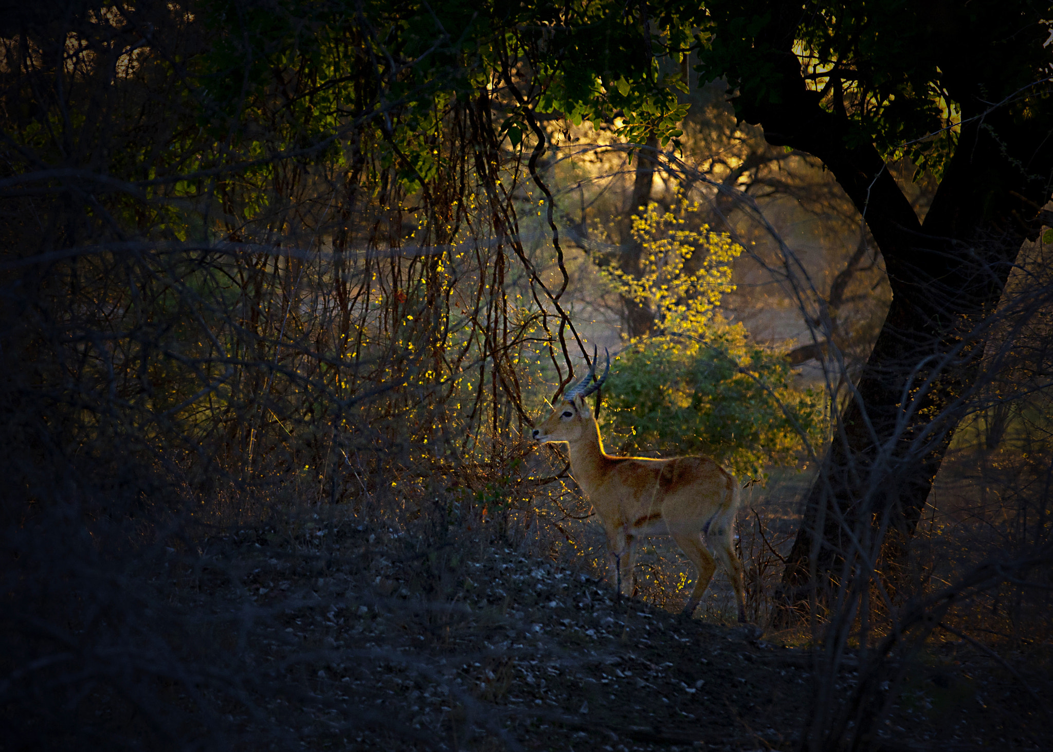 Canon EOS-1Ds Mark III sample photo. Impala and sunlight photography