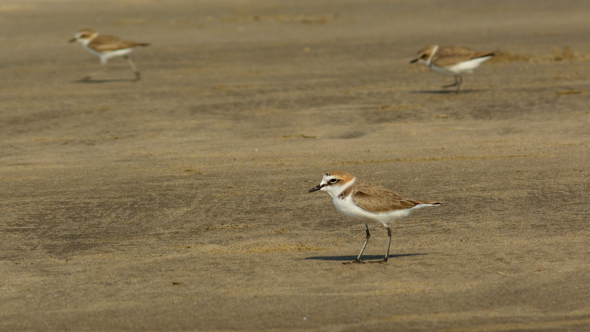 Sigma 28-300mm F3.5-6.3 DG Macro sample photo. Angry bird photography