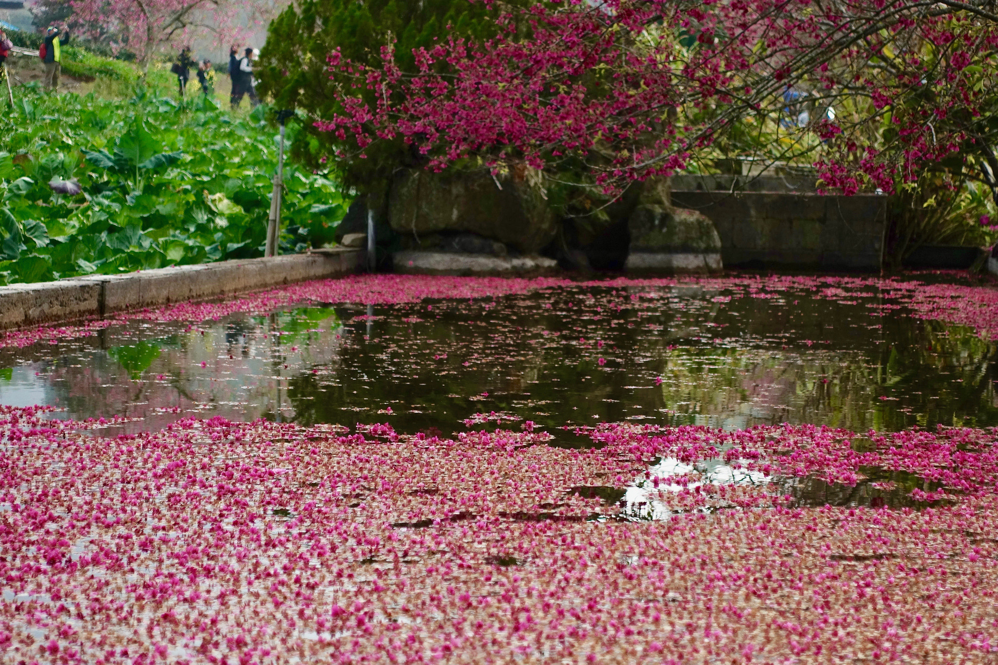 Sony DSC-RX100M5 + Sony 24-70mm F1.8-2.8 sample photo. Cherry tree blossoms photography