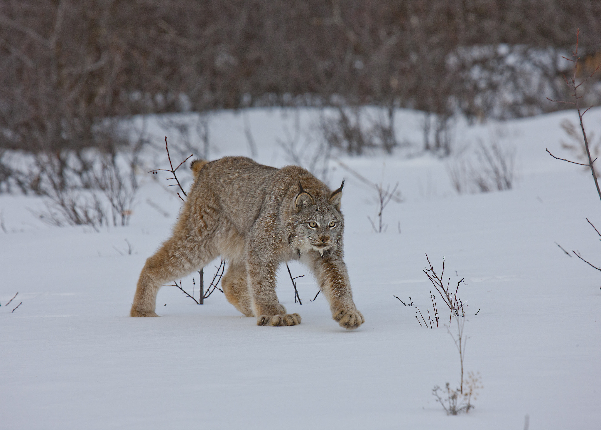 Canon EOS-1Ds Mark III sample photo. Canadian lynx photography