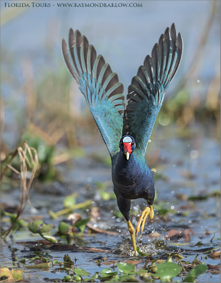 Nikon D810 + Nikon AF-S Nikkor 600mm F4G ED VR sample photo. Purple gallinule lift off photography