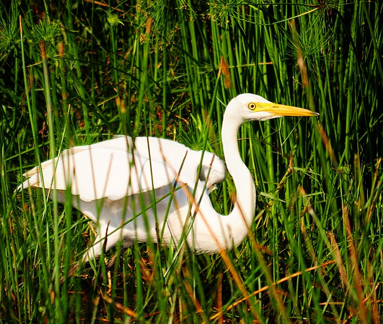 Nikon D300S sample photo. Preparing to take-off photography