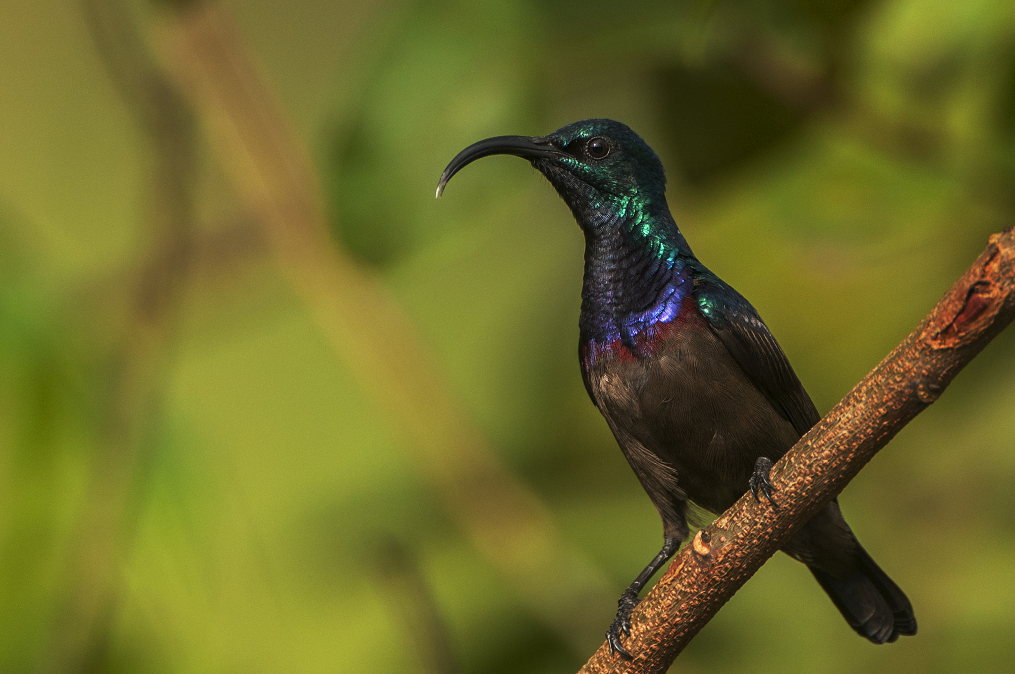 Nikon D300S + Nikon AF-S Nikkor 500mm F4G ED VR sample photo. Loten's sunbird photography