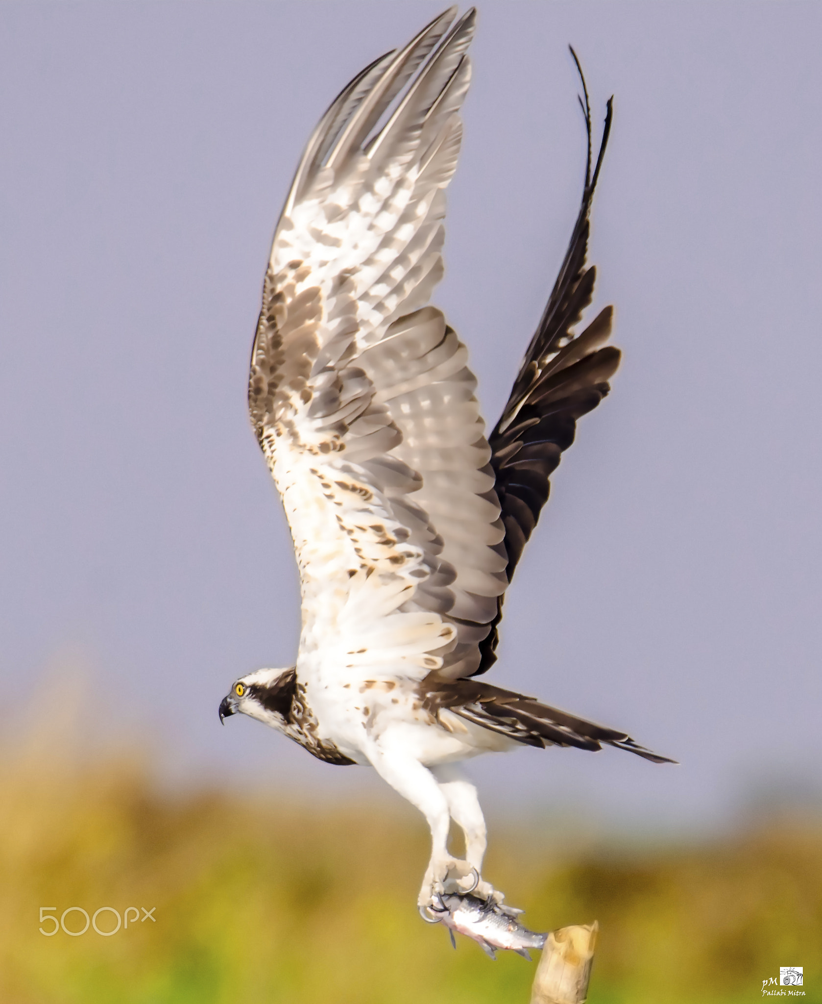 Sea Hawk
