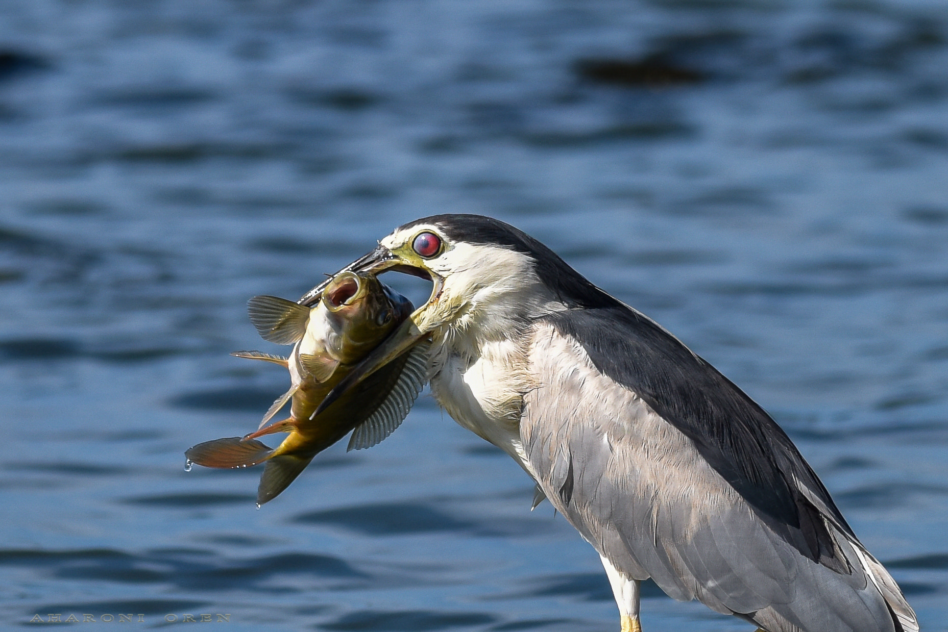 Nikon D810 + Nikon AF-S Nikkor 300mm F4D ED-IF sample photo