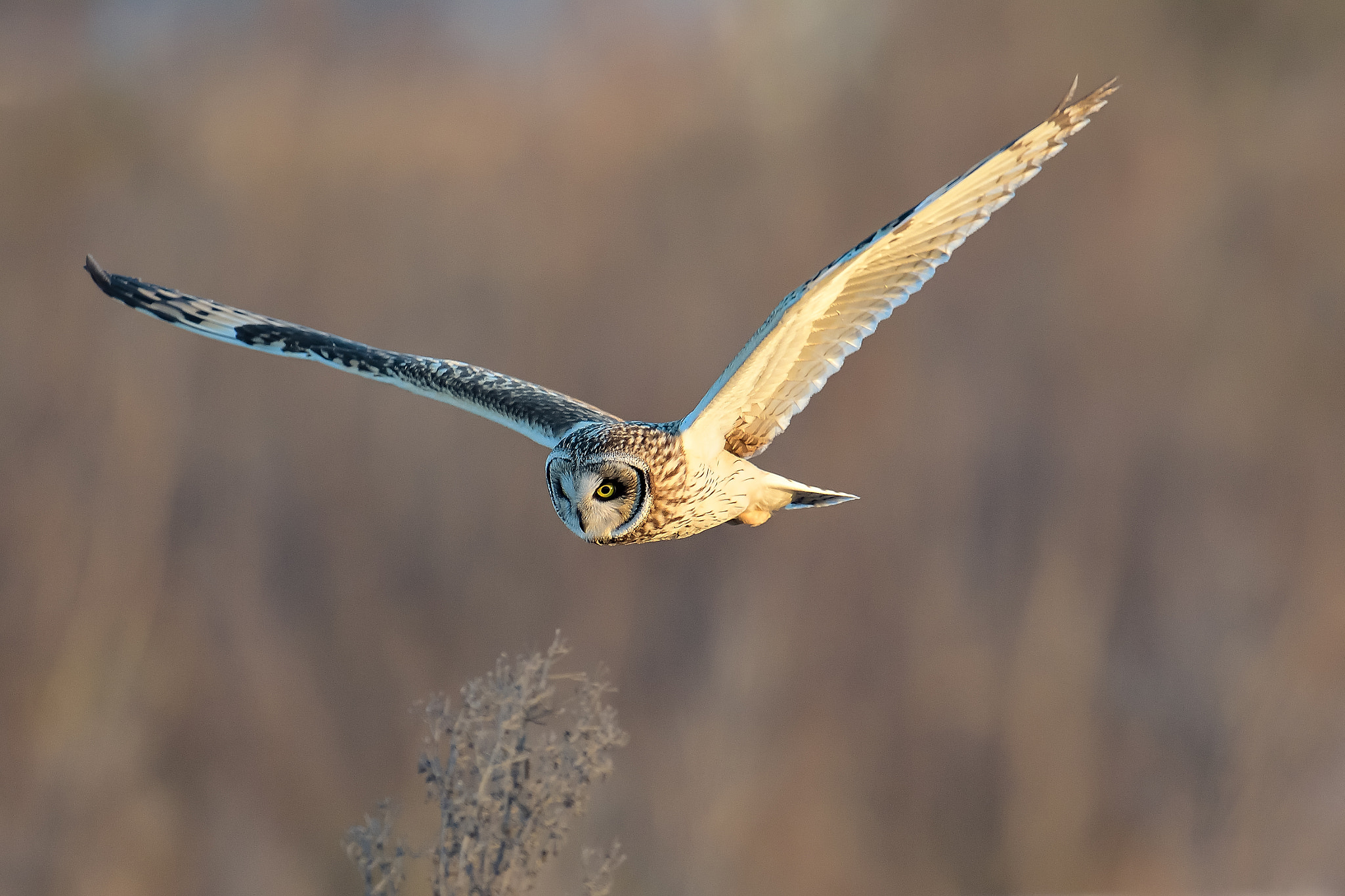 Nikon AF-S Nikkor 600mm F4G ED VR sample photo. Short-eared owl photography