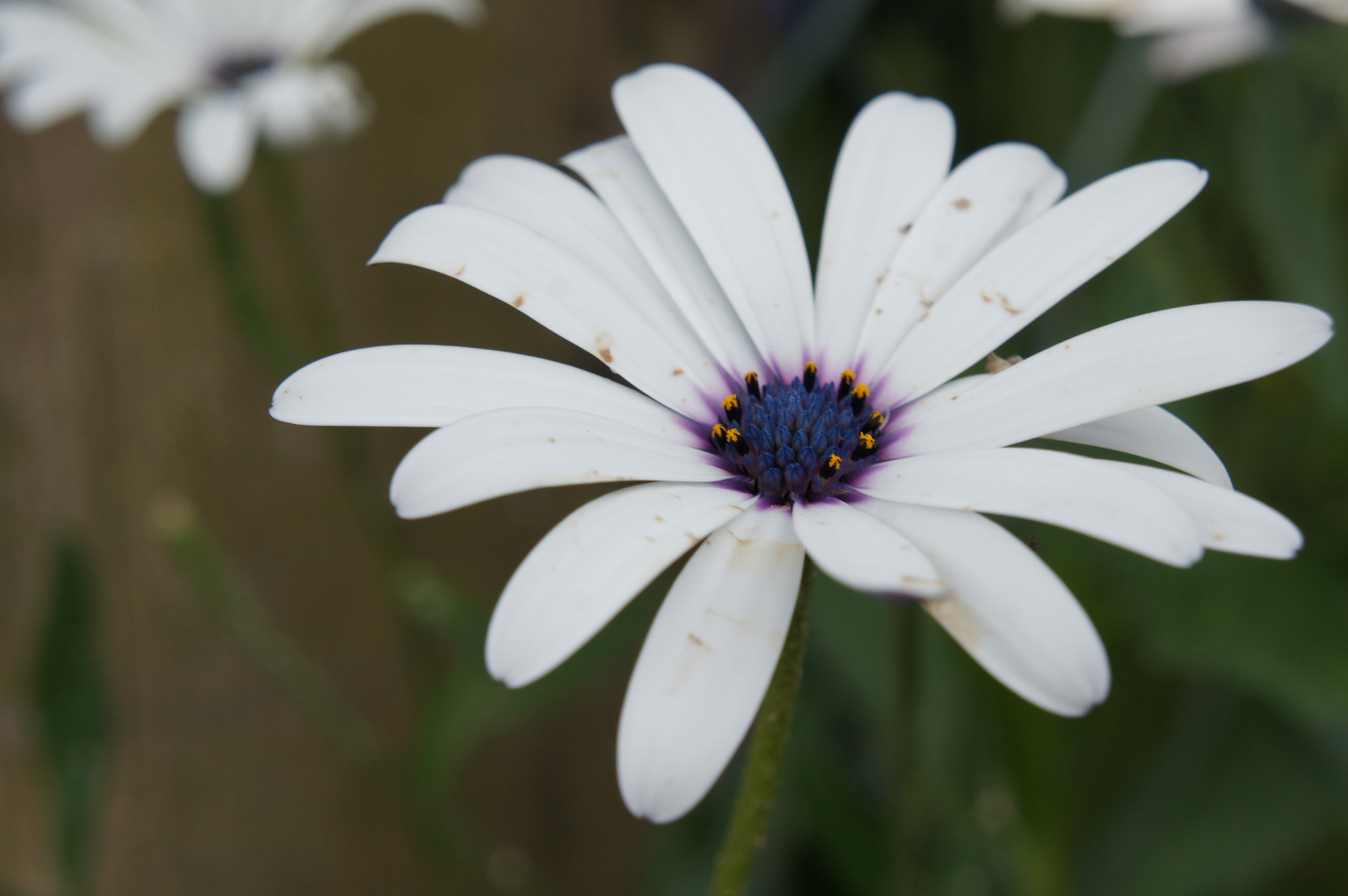 Sony Alpha NEX-3 + Sony E 18-55mm F3.5-5.6 OSS sample photo. Flower macro photography