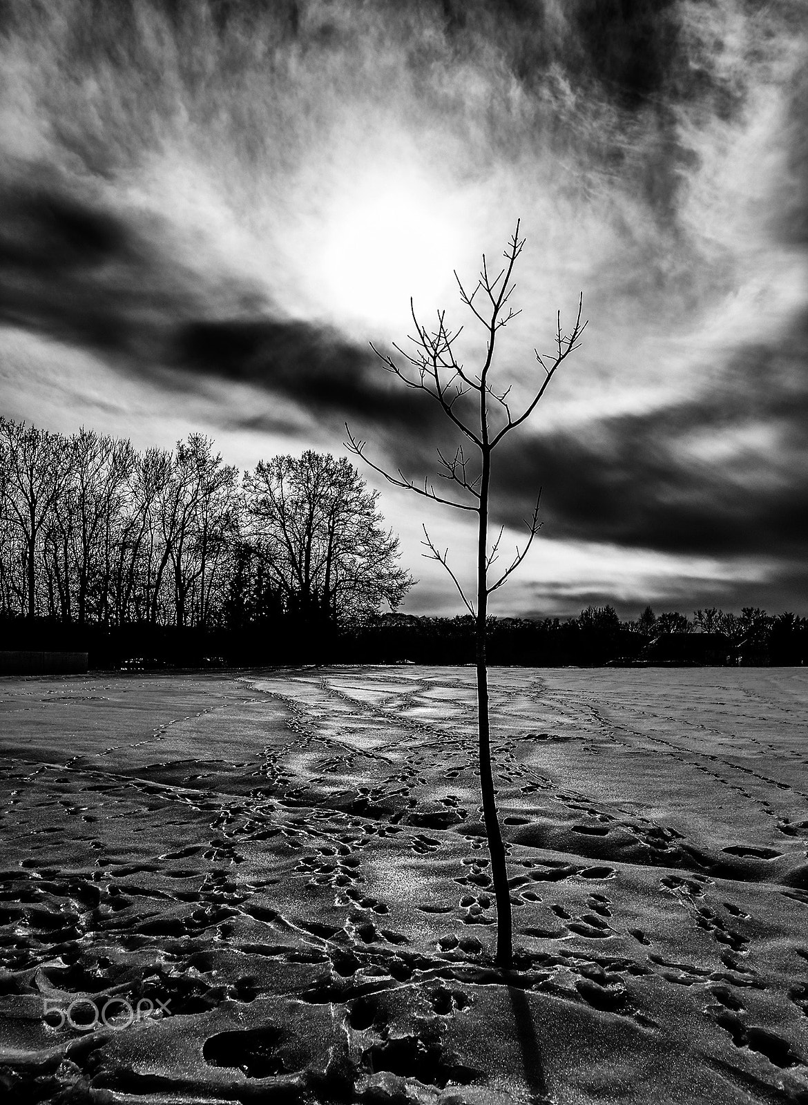 Nikon D700 sample photo. Lonly tree photography