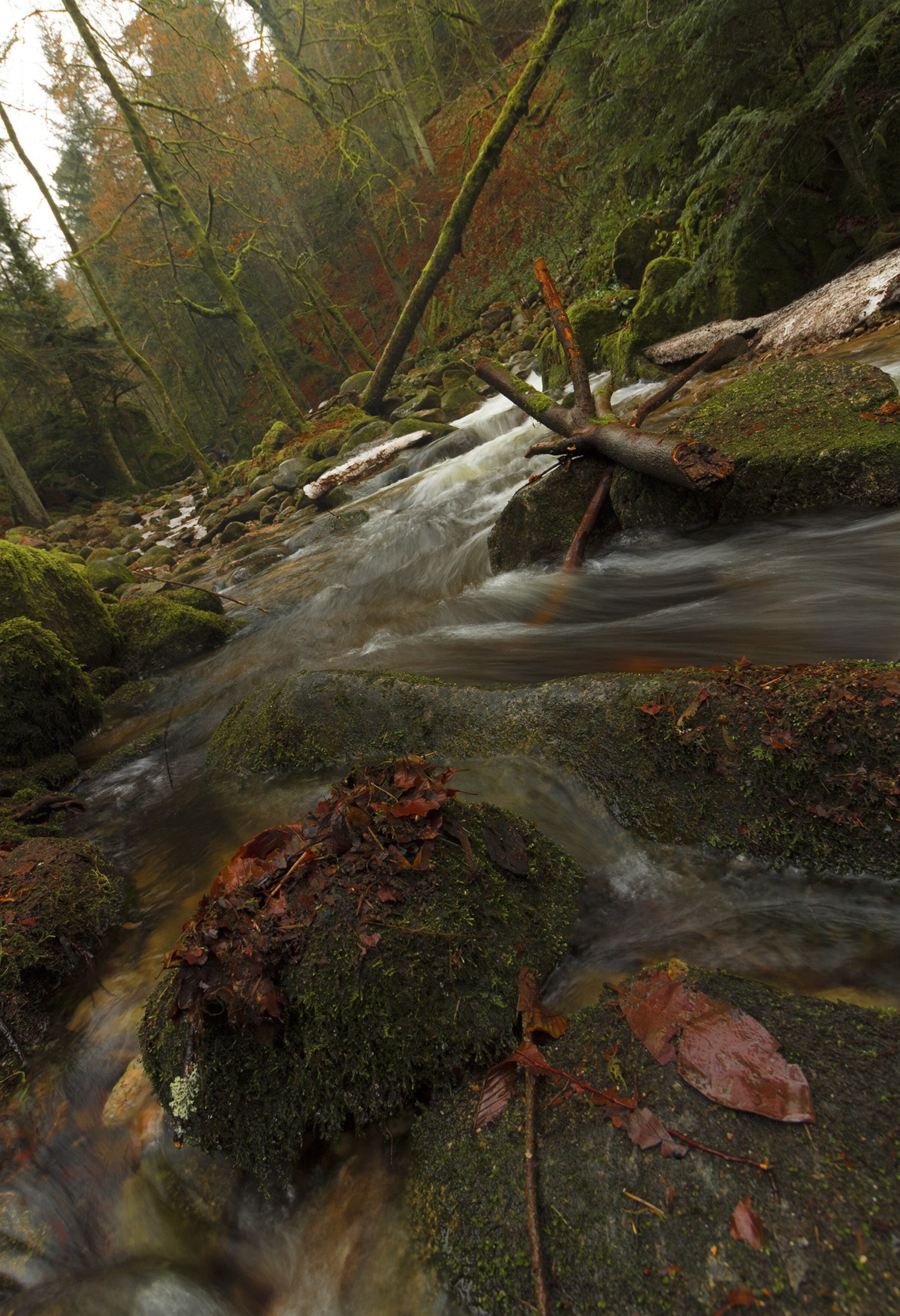 Canon EOS 750D (EOS Rebel T6i / EOS Kiss X8i) sample photo. Blackforest photography
