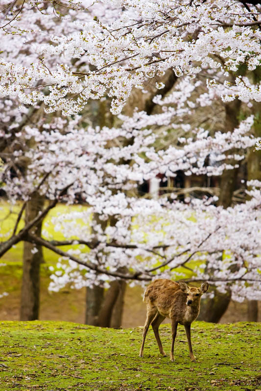 Canon EOS 40D + Canon EF 70-200mm F4L IS USM sample photo. Rareglance photography