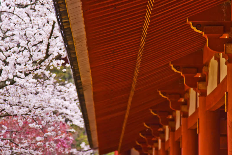 Canon EOS 40D + Canon EF 24-105mm F4L IS USM sample photo. Redandpink photography