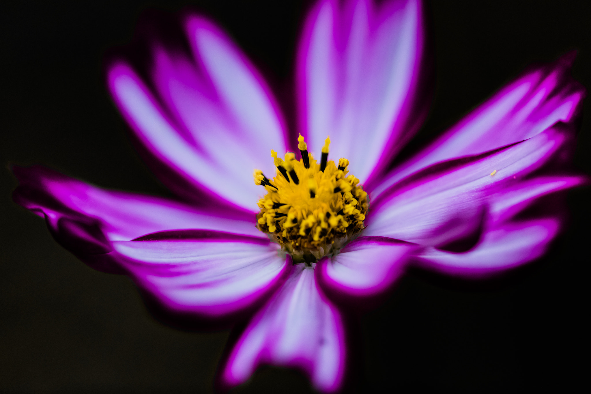 Canon EF 180mm F3.5L Macro USM sample photo. Silent beautiful photography