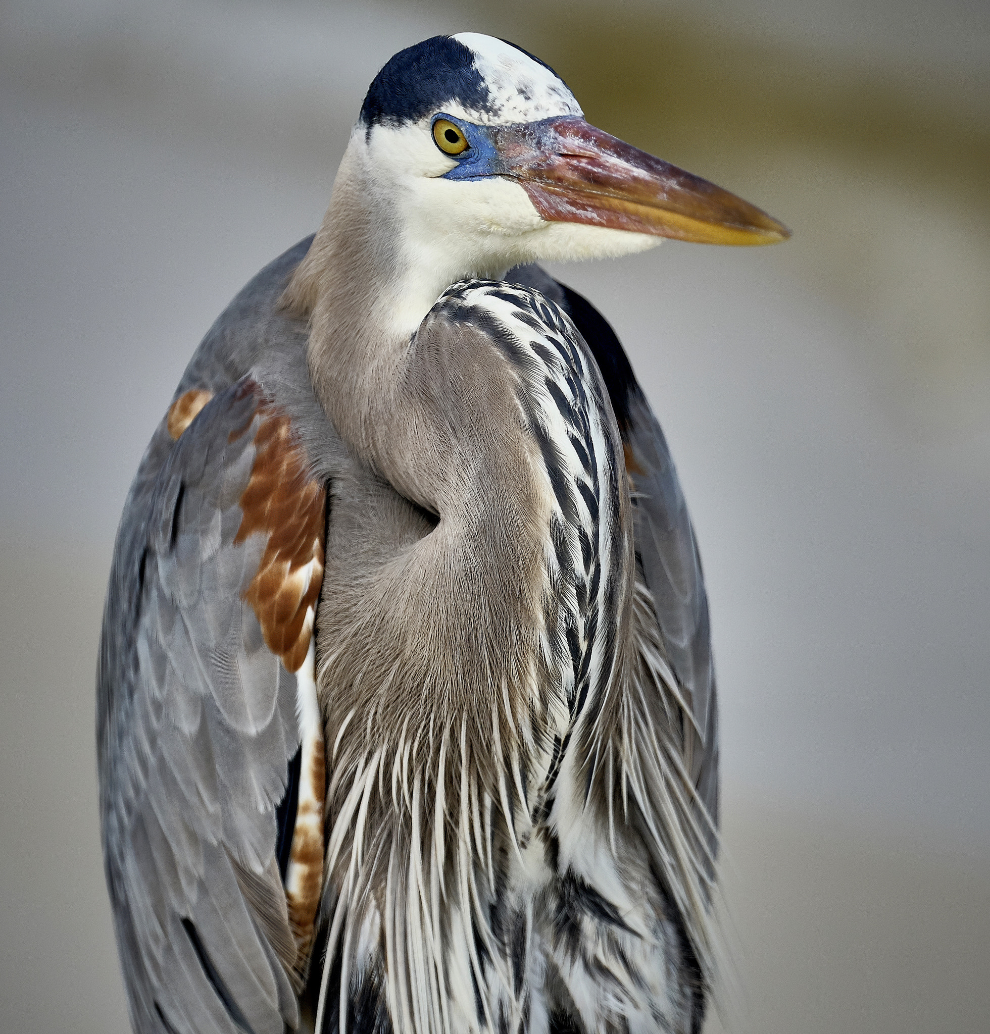 Sony a6300 sample photo. The heron pose photography
