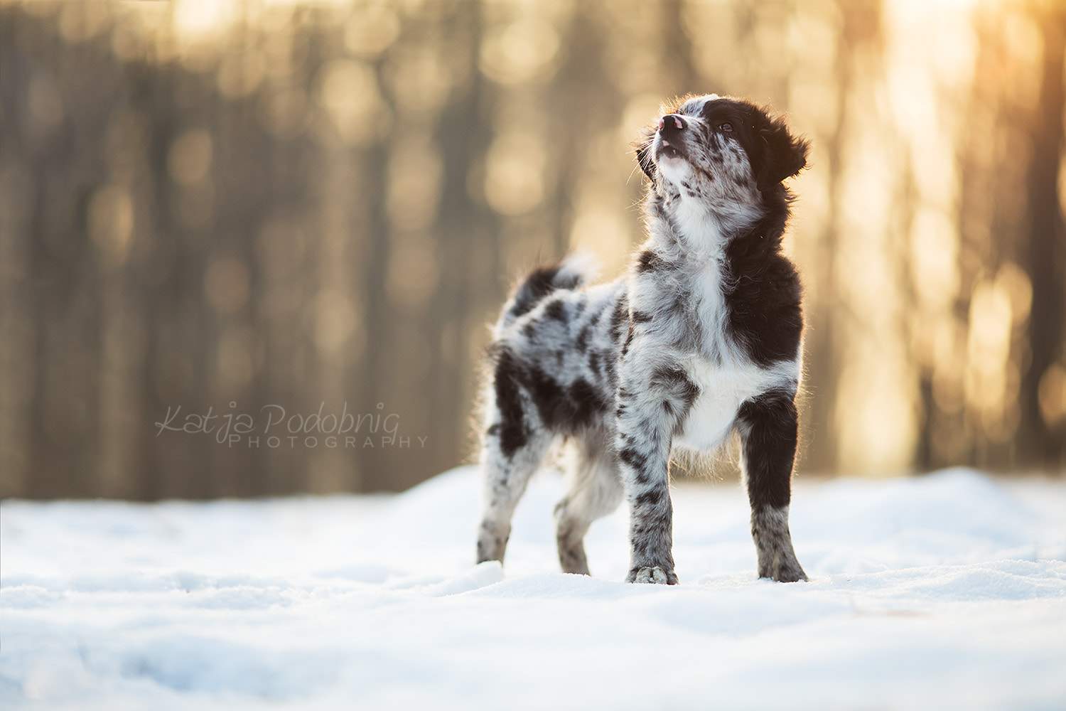 Canon EOS 5D Mark IV + Canon EF 135mm F2L USM sample photo. Pancake photography