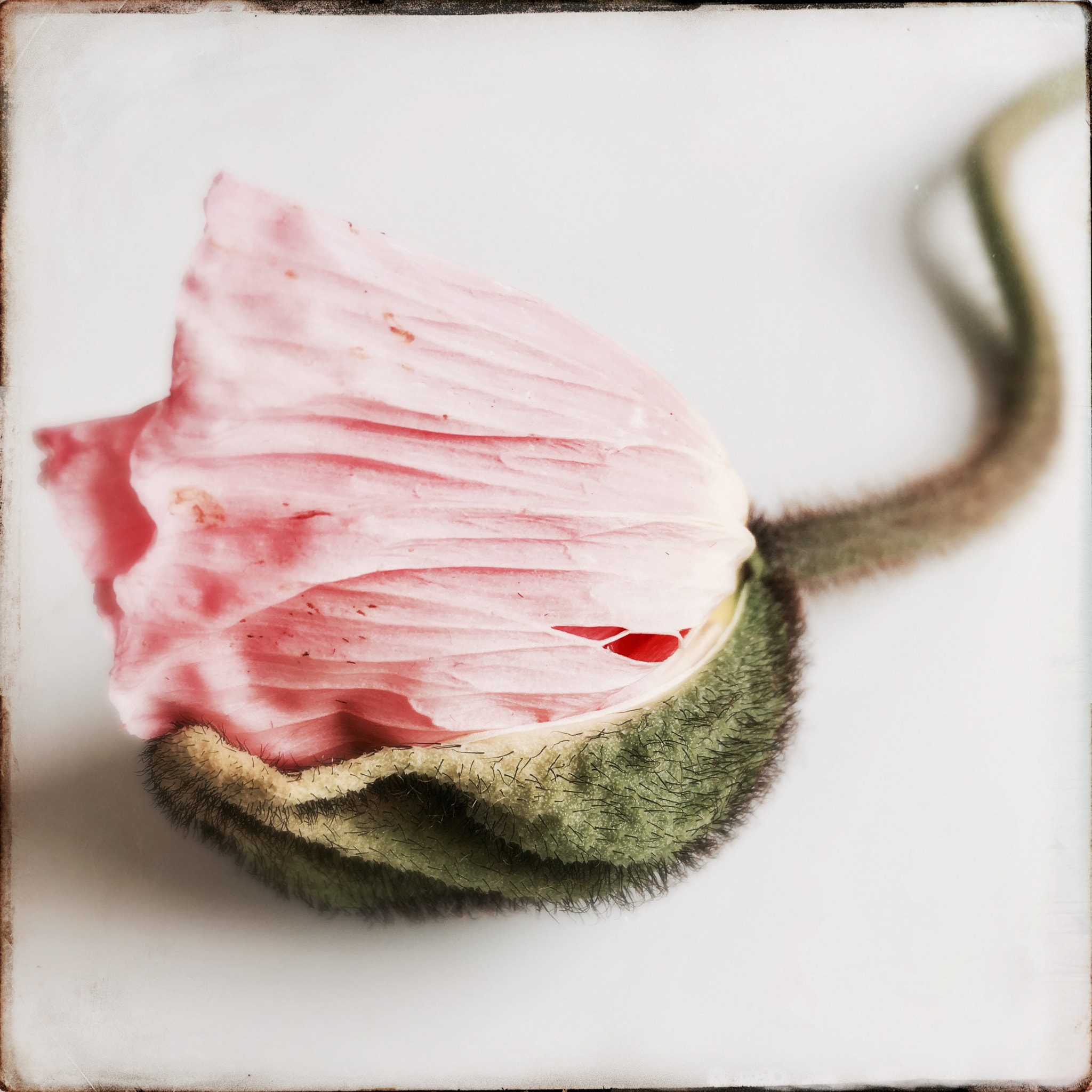 Hipstamatic 331 sample photo. Poppy no 2 photography