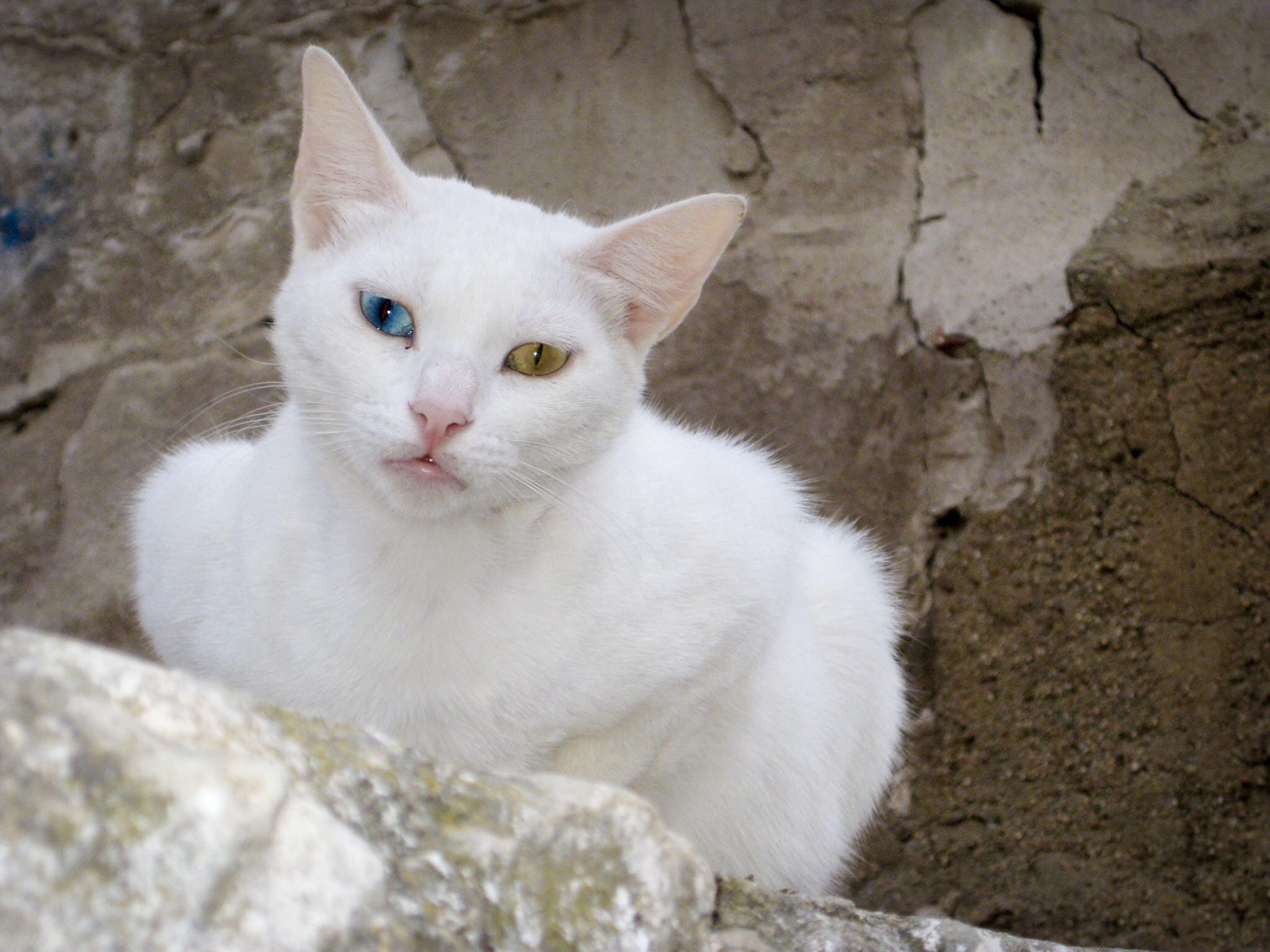 Canon PowerShot SD1100 IS (Digital IXUS 80 IS / IXY Digital 20 IS) sample photo. White cat different color eyes photography