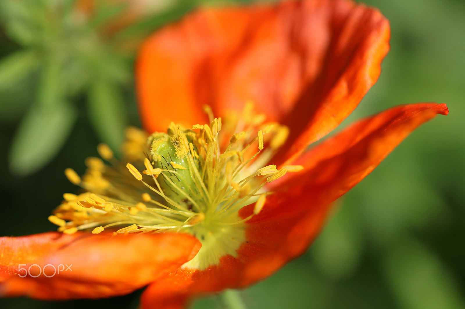 Canon EF 100mm F2.8L Macro IS USM sample photo. Icelandic poppy 9133 photography