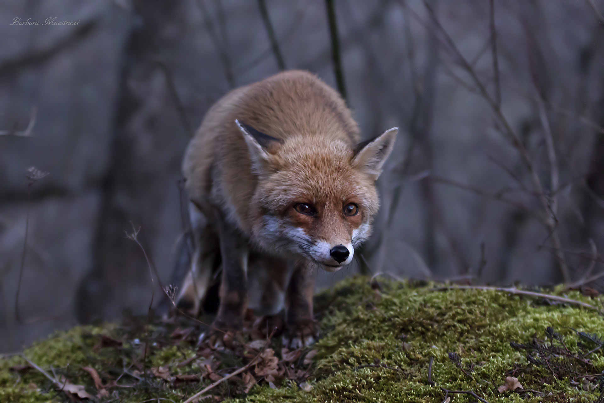 Sigma 70-200mm F2.8 EX DG OS HSM sample photo. Fox photography