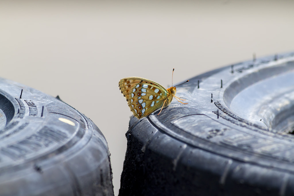 Argynnis niobe on the tires by Nick Patrin on 500px.com