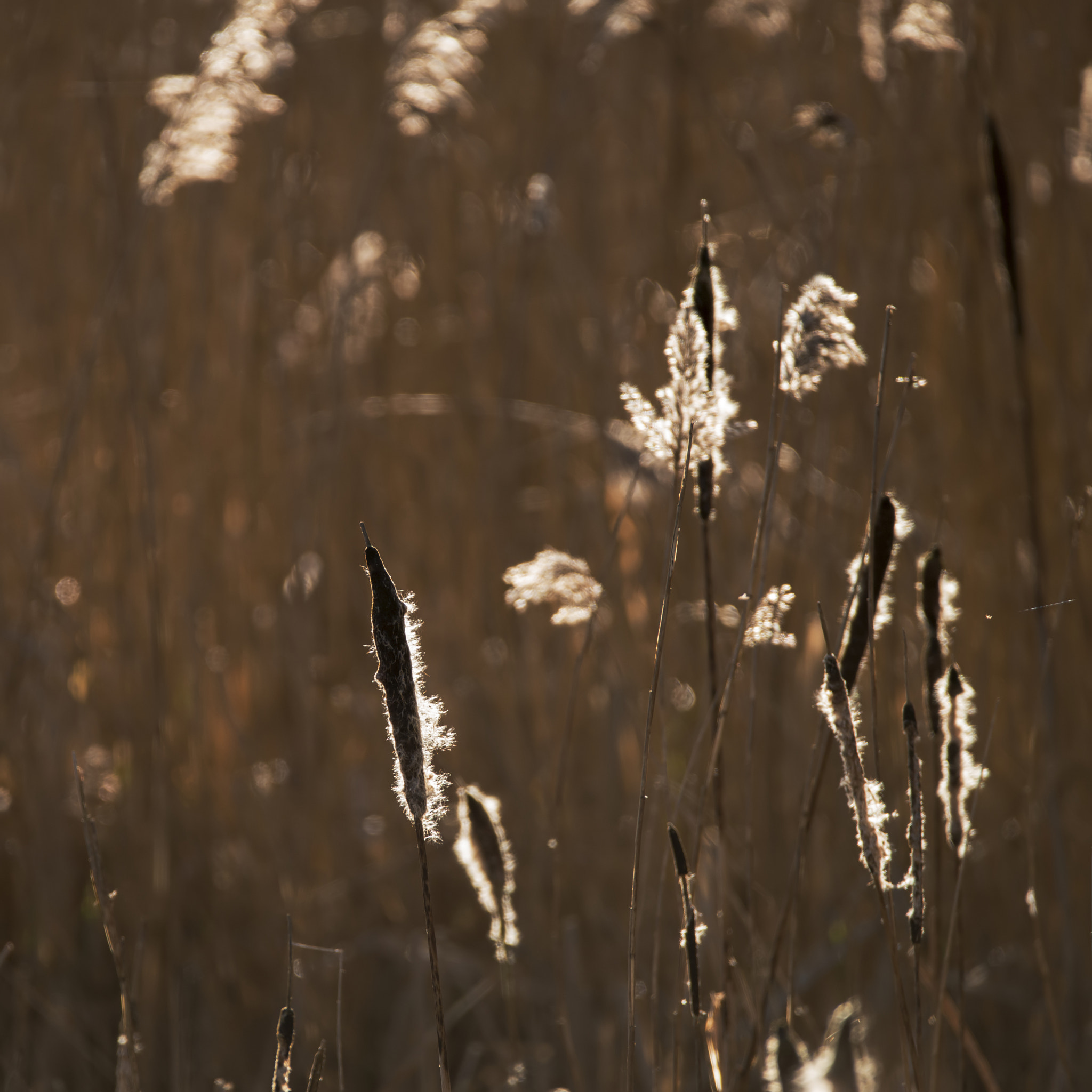 Sigma 150-600mm F5-6.3 DG OS HSM | C sample photo. Beautiful landscape image of winter reeds in golden early mornin photography